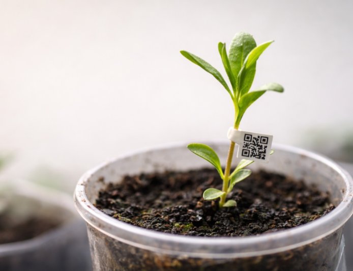 Instituto Mineiro de Agropecuária regulamenta comércio ambulante de mudas para beneficiar produtores e consumidores