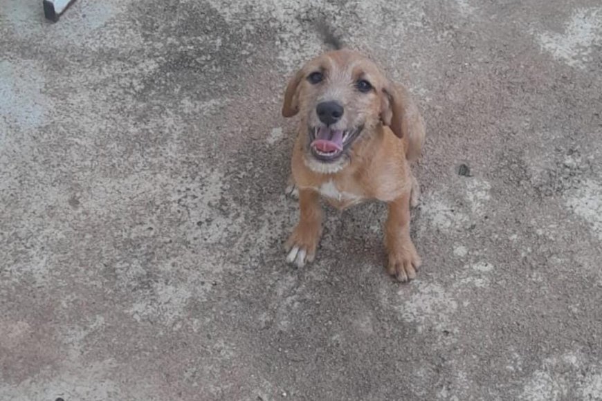 Maggie precisa de um lar