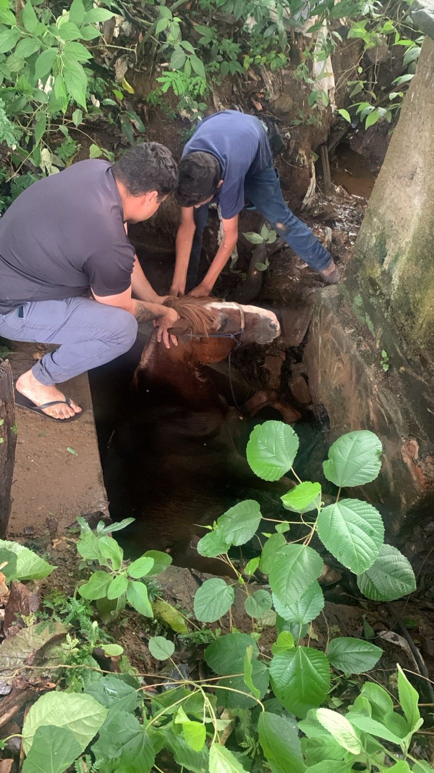 Equino caído em vala de captação de água é resgatado pelo Corpo de Bombeiros na MGC-383