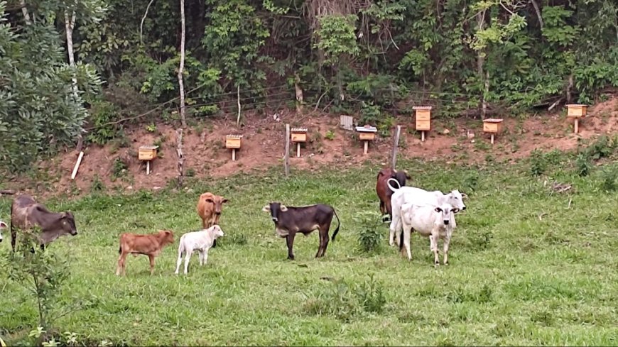Agricultor diversifica produção por meio da apicultura em Minas