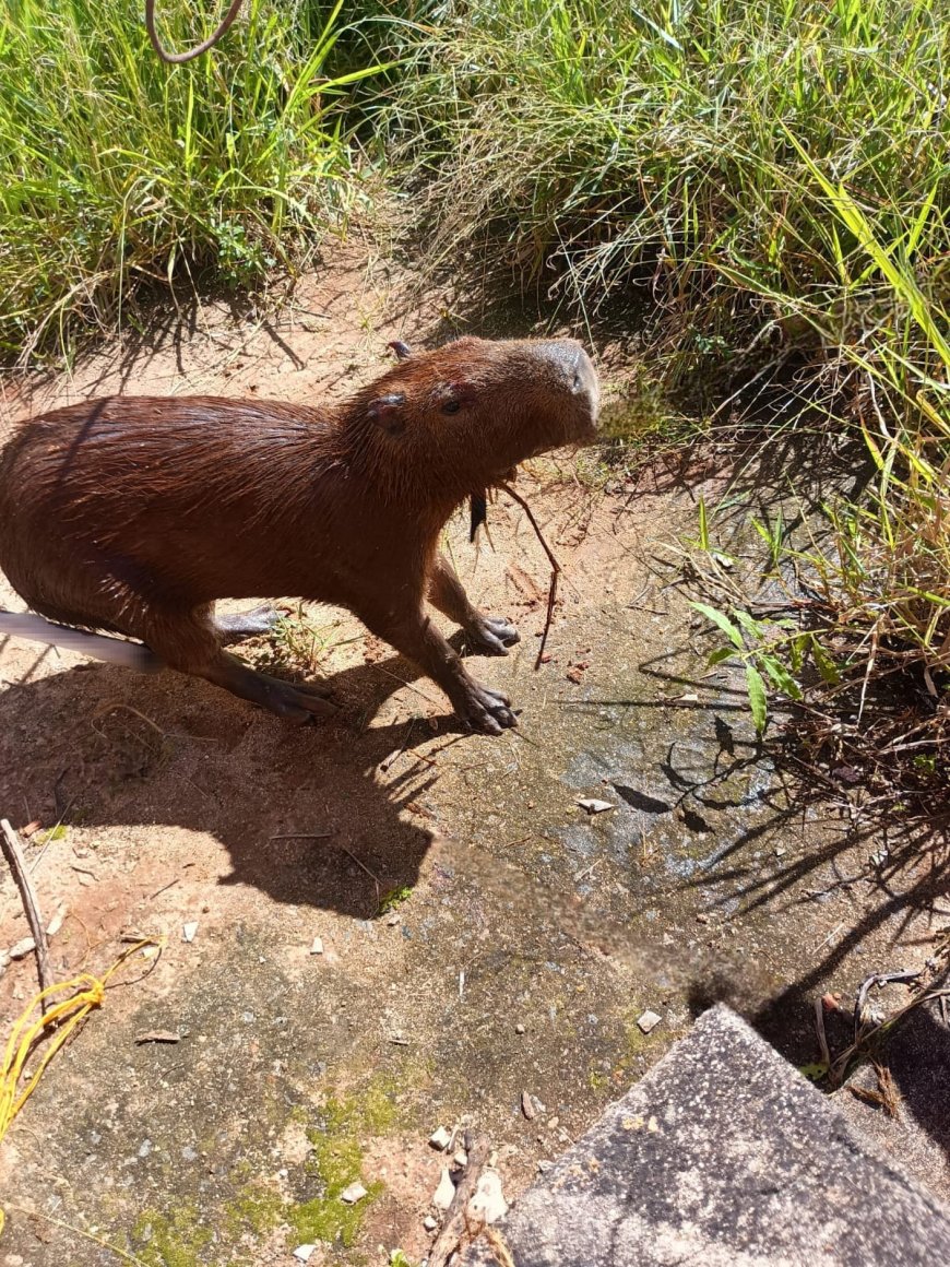 Bombeiros gastam três horas para resgatar capivara caída em reservatório