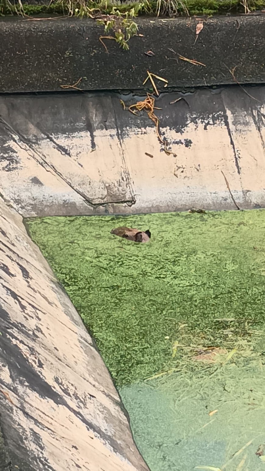 Bombeiros gastam três horas para resgatar capivara caída em reservatório