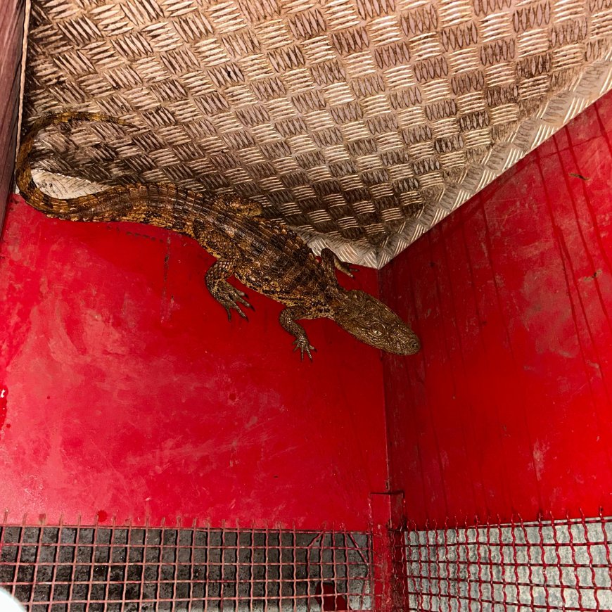 Mini jacaré é capturado pelo Corpo de Bombeiros na área urbana de Passos