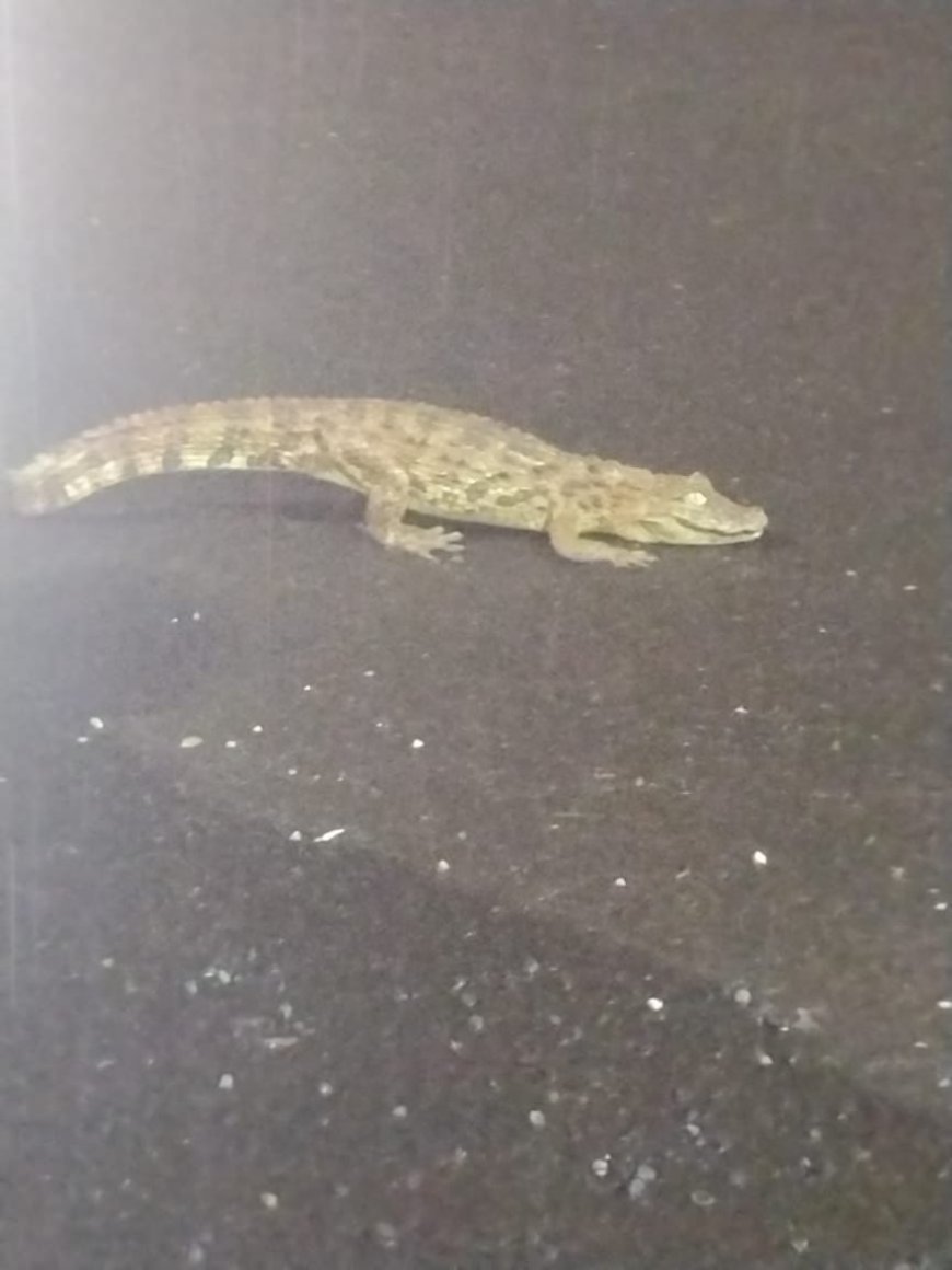 Mini jacaré é capturado pelo Corpo de Bombeiros na área urbana de Passos