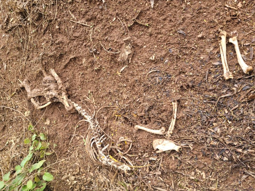 Polícia Civil em Campestre localiza ossada de animal e prende suspeito por posse de arma de fogo