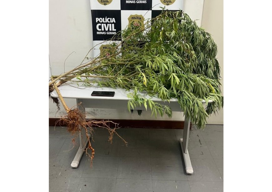 Pés de maconha são encontrados em residência durante ação da PC no interior de Minas