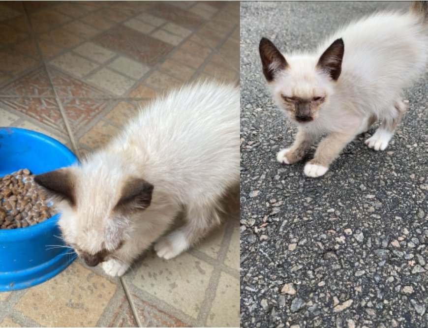 Procura-se gatinho desaparecido em Guaxupé