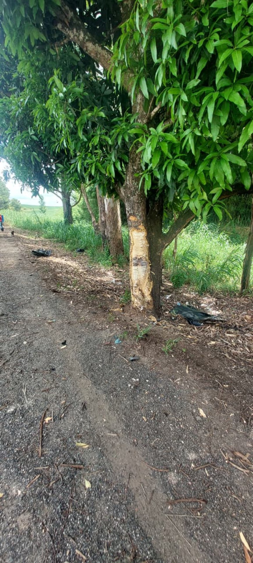 Gravíssimo acidente faz pai, mãe e filha perderem a vida na BR-491