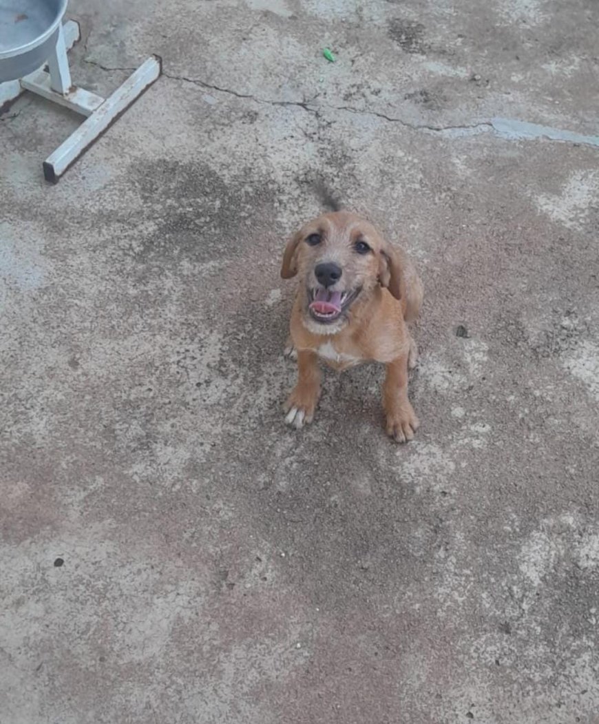 Maggie precisa de um lar