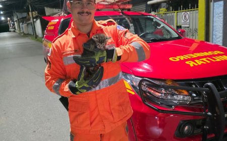 Bombeiros utilizam áudio de miado de gata em celular para resgatar filhote preso em rede pluvial no Sul de Minas