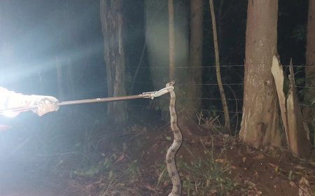 Serpente é capturada no quintal de residência em Guaranésia
