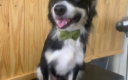 Cachorro abandonado precisa de um lar