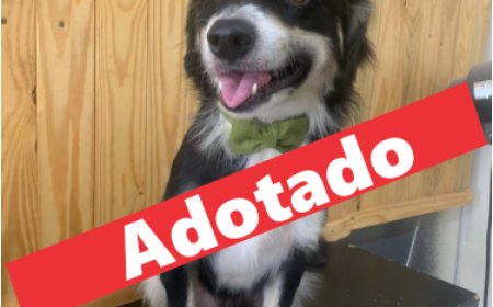 O cão já foi adotado