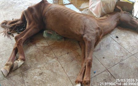 Crueldade animal: PM prende autor após égua ser encontrada morta e cães em situação de maus-tratos no Sul de Minas