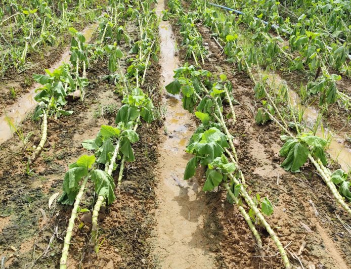 Emater-MG contabiliza 402 produtores rurais prejudicados pelas chuvas na Zona da Mata