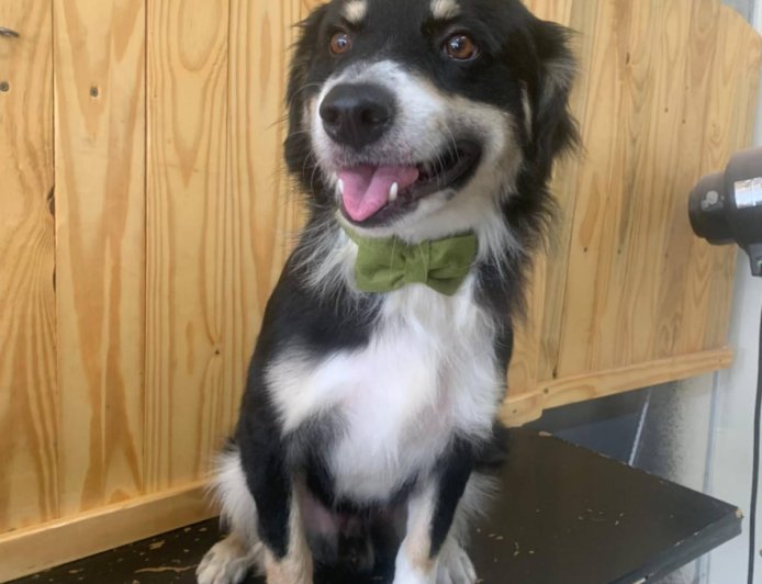 Cachorro abandonado precisa de um lar