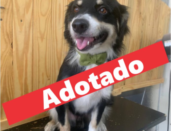 O cão já foi adotado