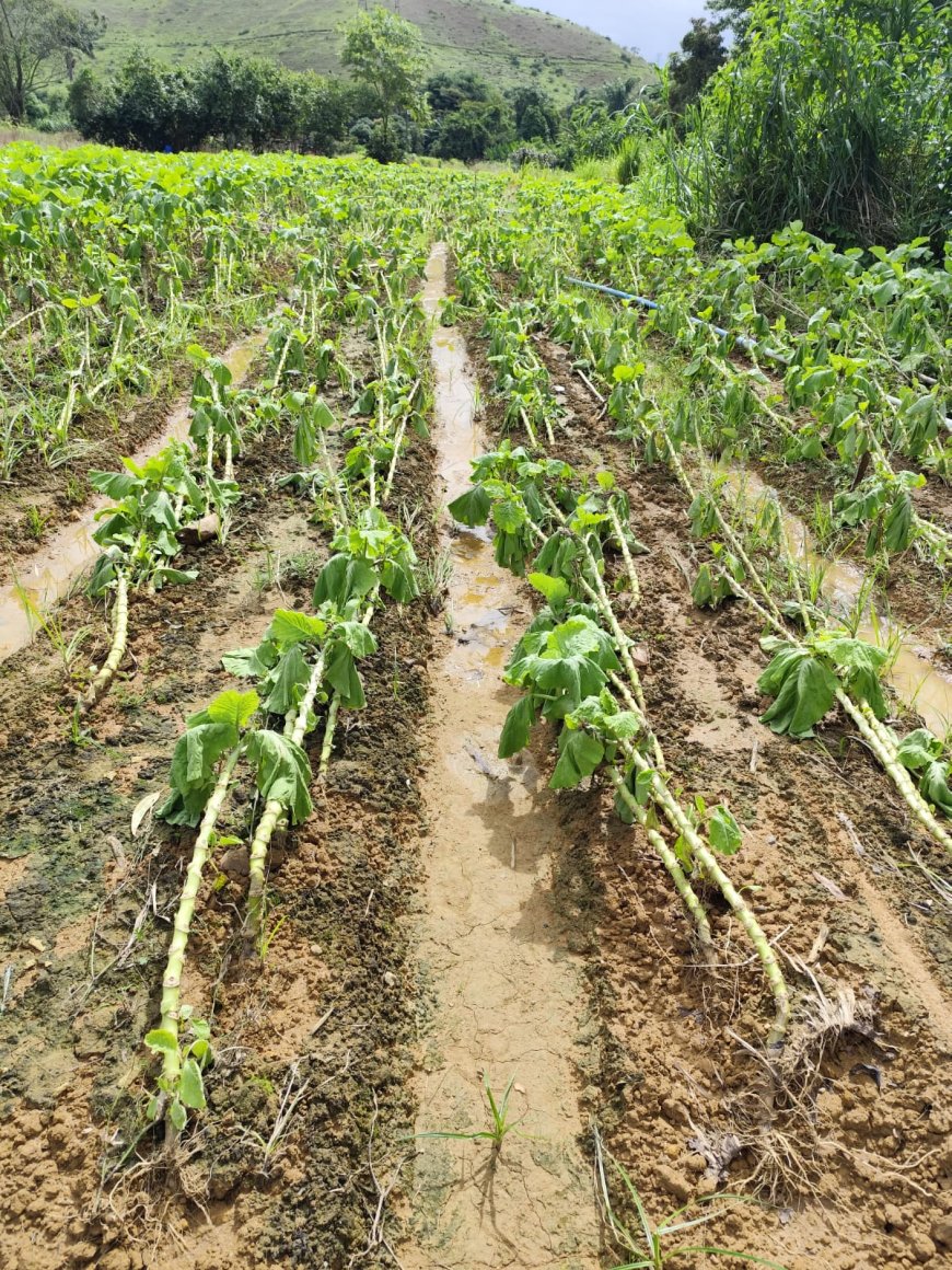 Emater-MG contabiliza 402 produtores rurais prejudicados pelas chuvas na Zona da Mata