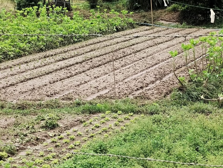 Emater-MG contabiliza 402 produtores rurais prejudicados pelas chuvas na Zona da Mata