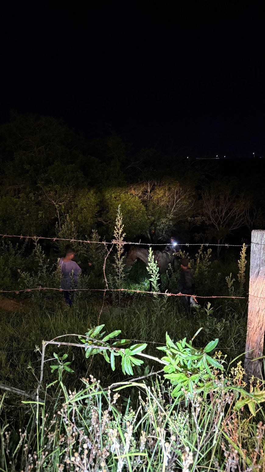 Equino atolado em terreno é resgatado pelos Bombeiros no interior de Minas