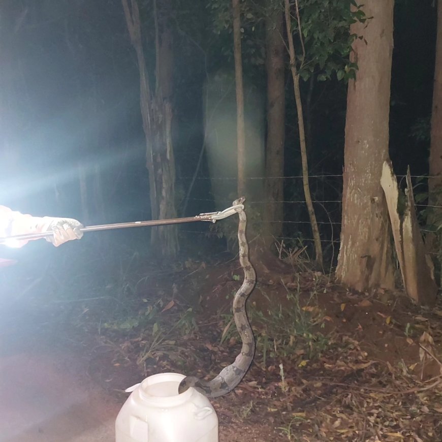 Serpente é capturada no quintal de residência em Guaranésia