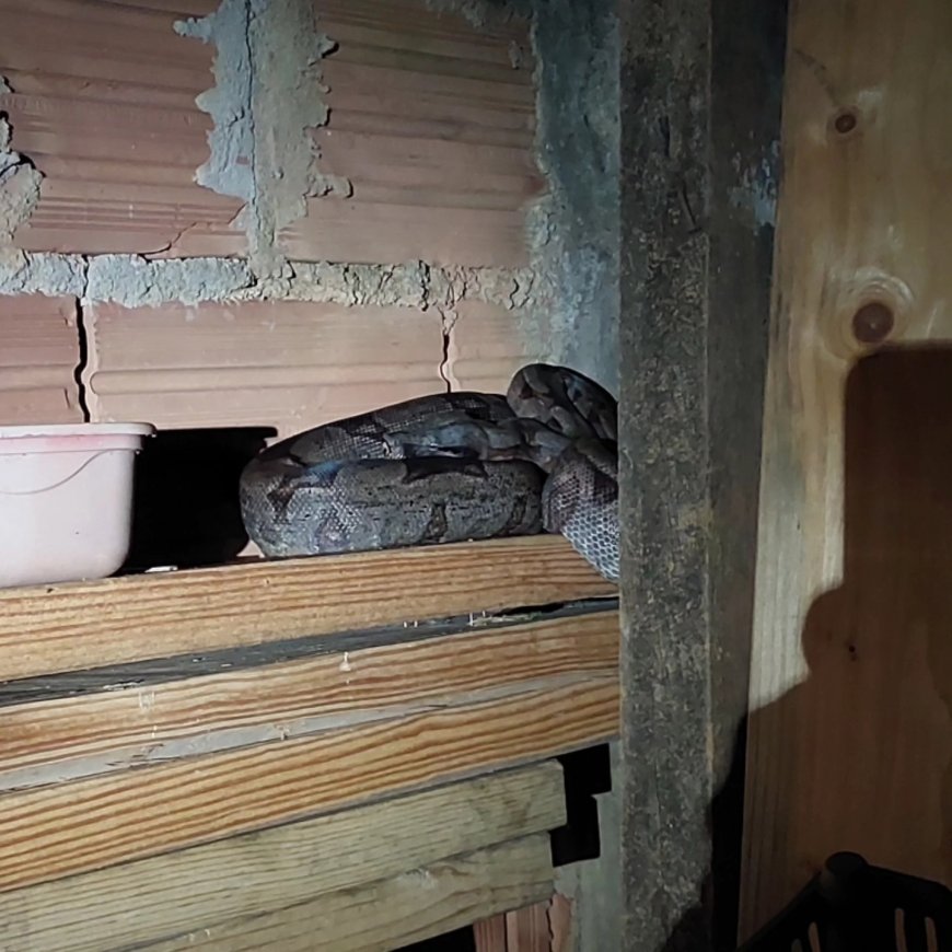 Serpente é capturada no quintal de residência em Guaranésia