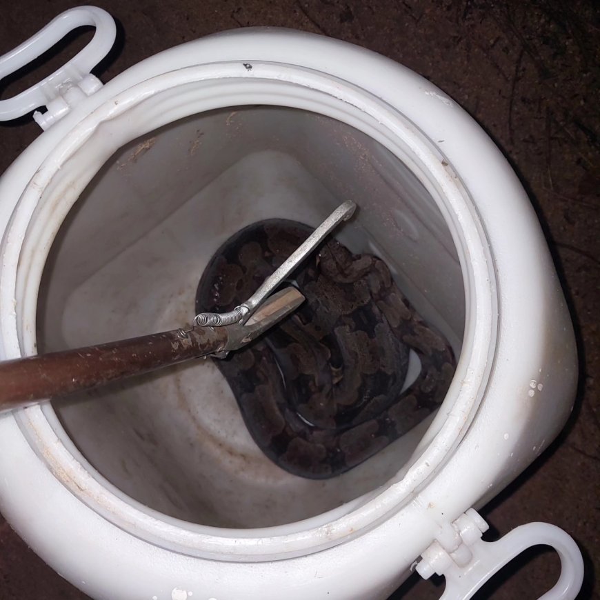Serpente é capturada no quintal de residência em Guaranésia