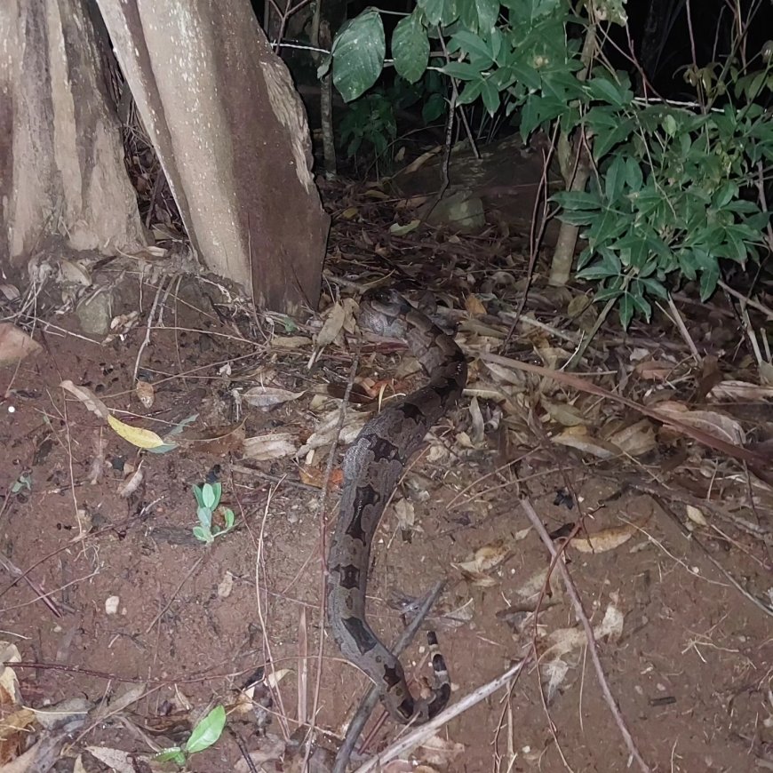 Serpente é capturada no quintal de residência em Guaranésia
