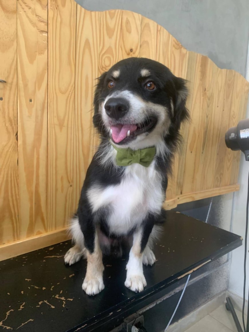 Cachorro abandonado precisa de um lar