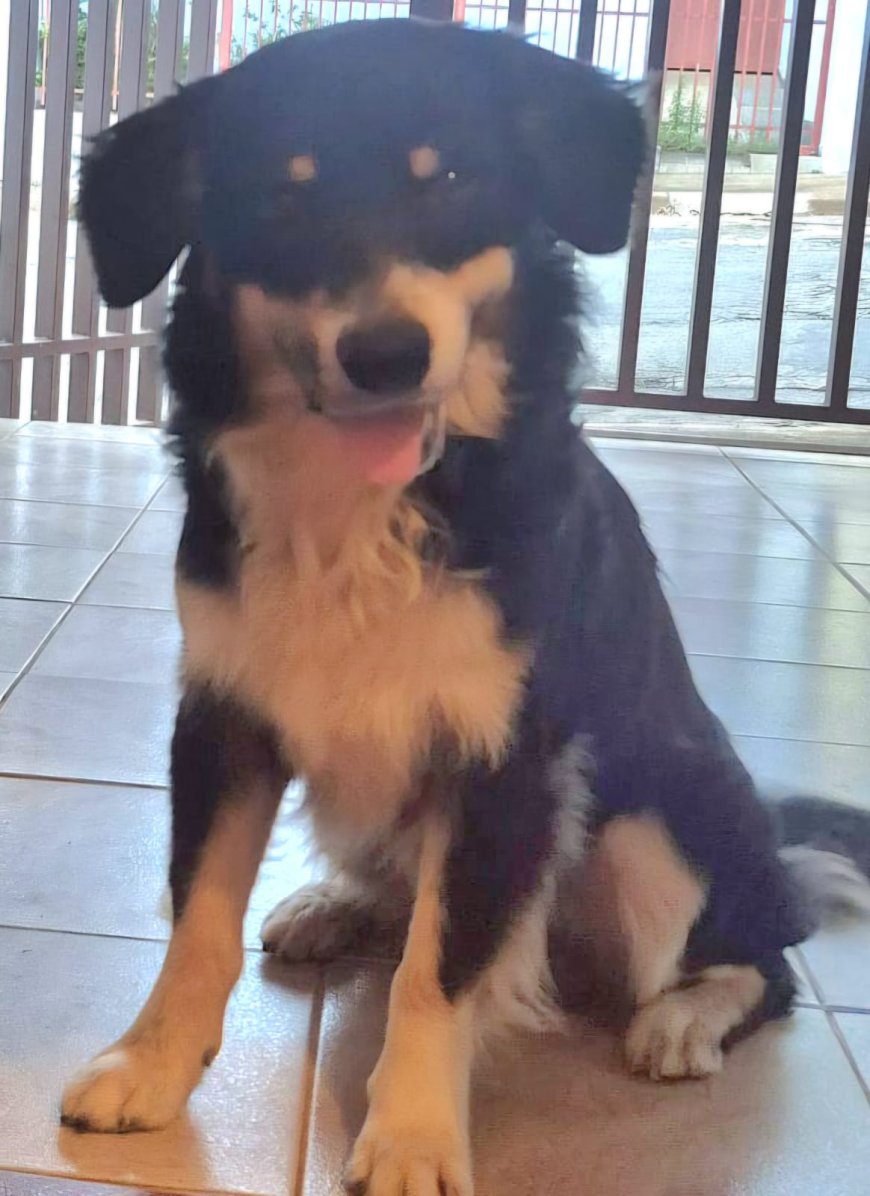 Cachorro abandonado precisa de um lar