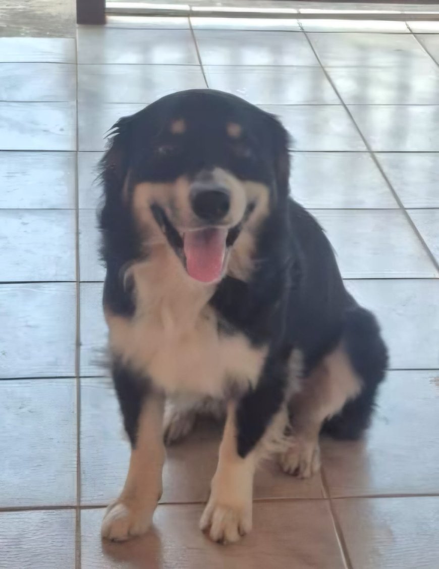 Cachorro abandonado precisa de um lar