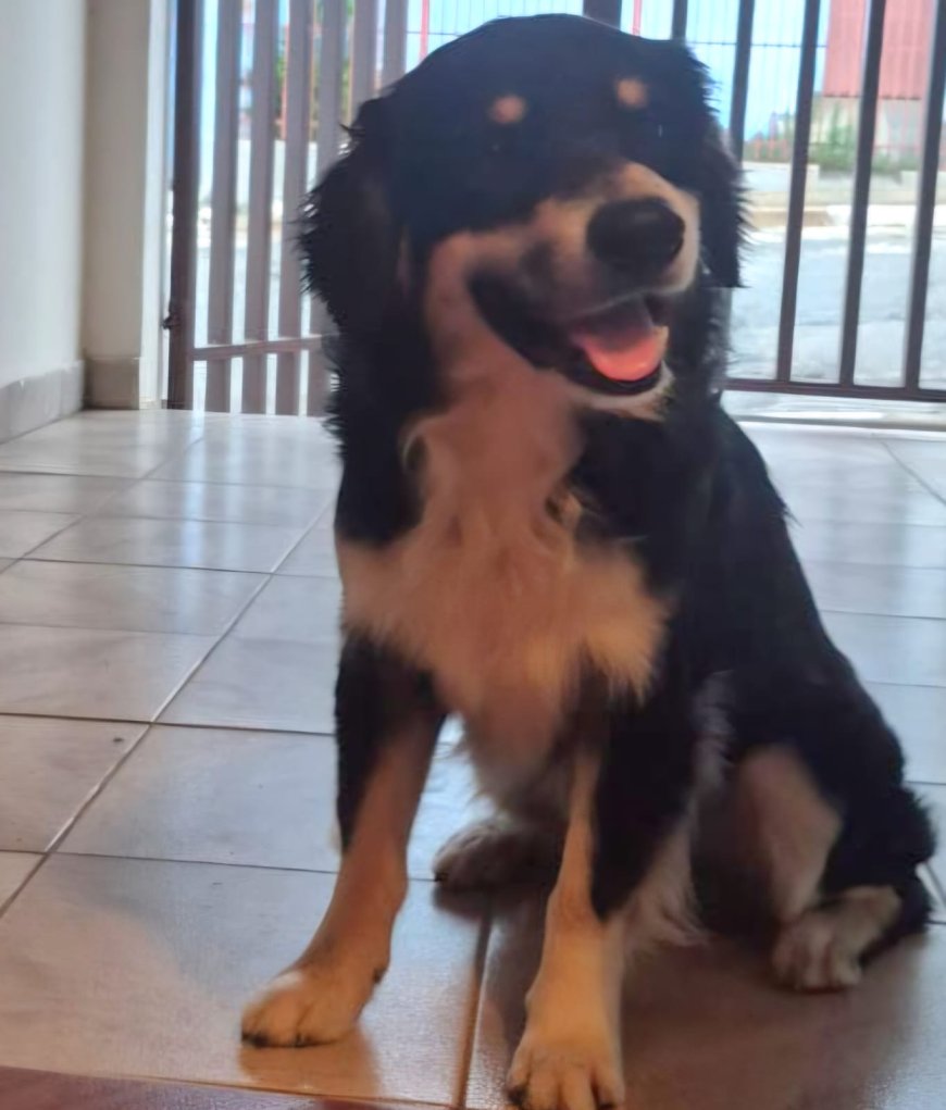 Cachorro abandonado precisa de um lar