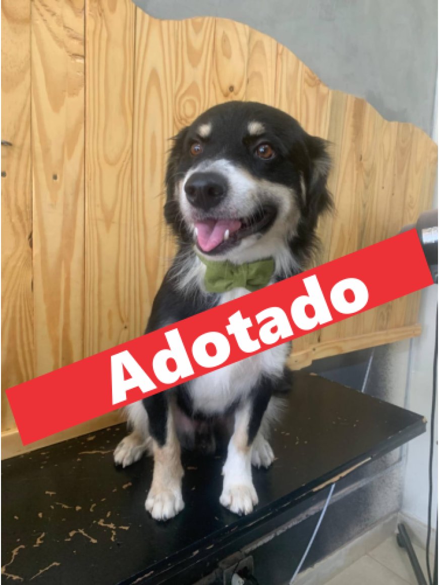 O cão já foi adotado