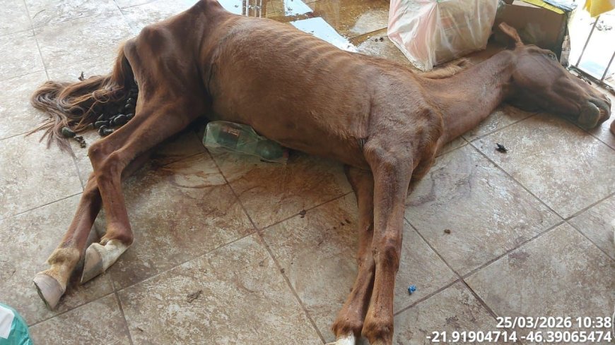 Crueldade animal: PM prende autor após égua ser encontrada morta e cães em situação de maus-tratos no Sul de Minas