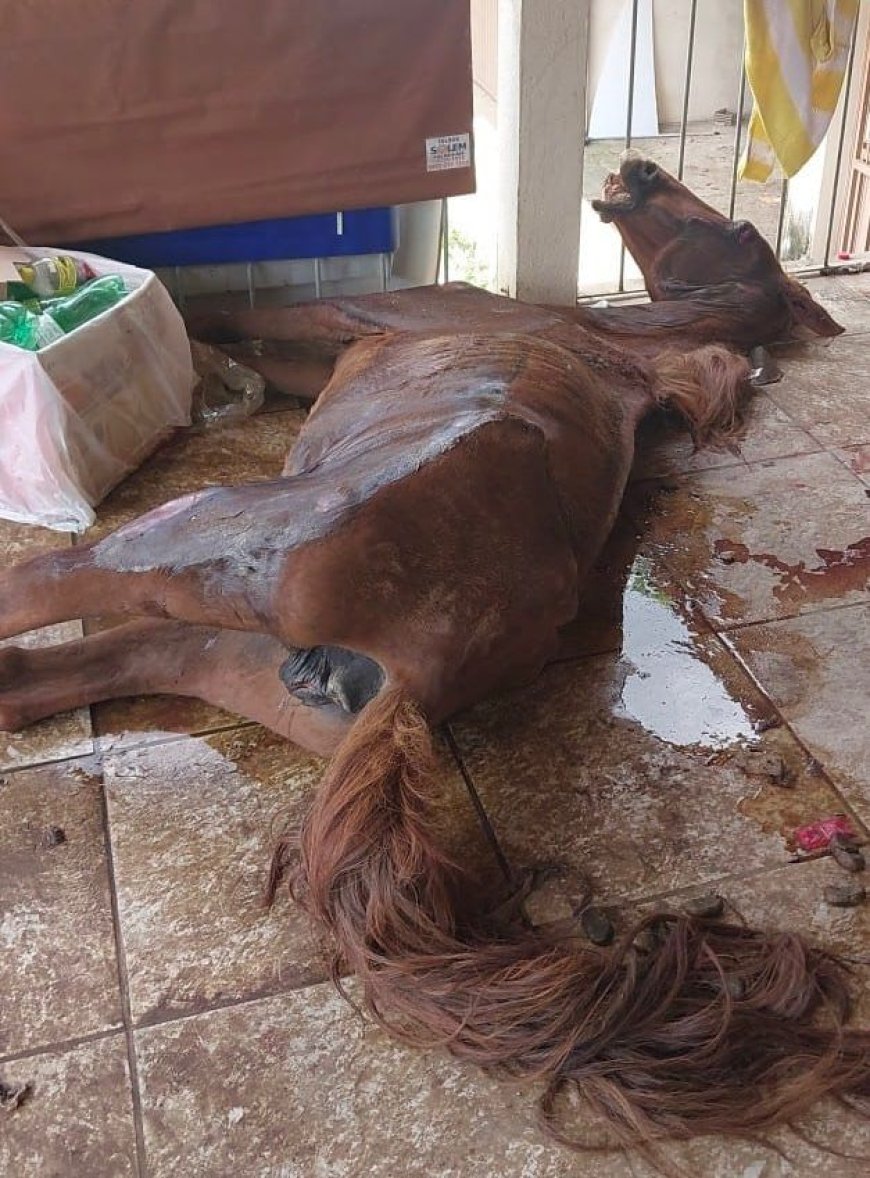 Crueldade animal: PM prende autor após égua ser encontrada morta e cães em situação de maus-tratos no Sul de Minas