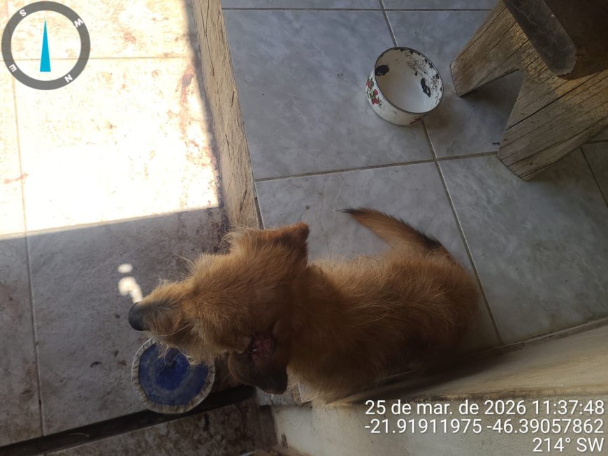 Crueldade animal: PM prende autor após égua ser encontrada morta e cães em situação de maus-tratos no Sul de Minas