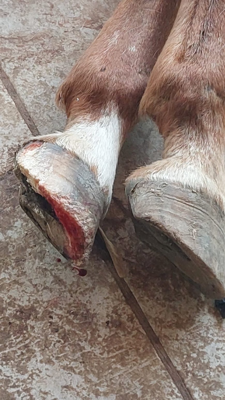 Crueldade animal: PM prende autor após égua ser encontrada morta e cães em situação de maus-tratos no Sul de Minas
