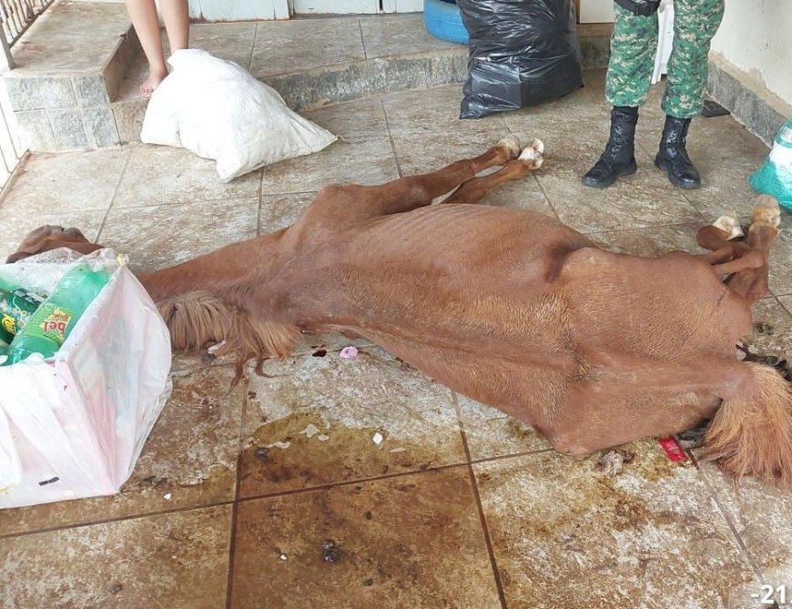 Crueldade animal: PM prende autor após égua ser encontrada morta e cães em situação de maus-tratos no Sul de Minas