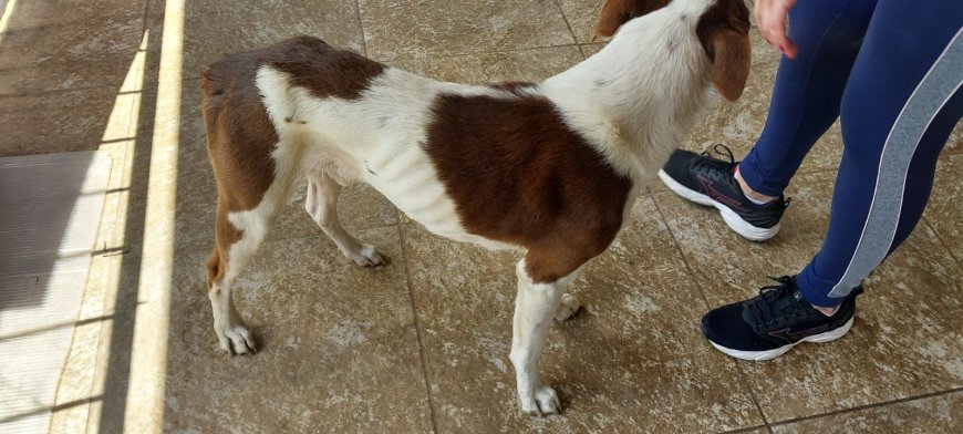 Crueldade animal: PM prende autor após égua ser encontrada morta e cães em situação de maus-tratos no Sul de Minas