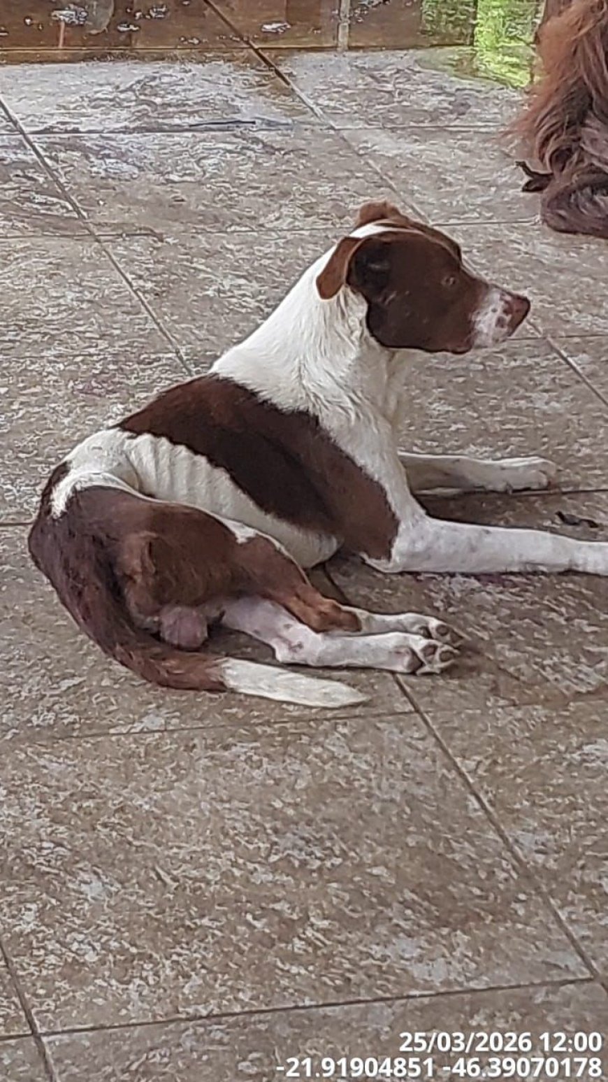 Crueldade animal: PM prende autor após égua ser encontrada morta e cães em situação de maus-tratos no Sul de Minas