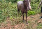 Cavalo atolado em lamaçal é resgatado pelos Bombeiros em Guaxupé