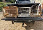 Mais de 250 aves são apreendidas em operação contra o tráfico de pássaros e criadouros de passeriformes no Sul de Minas