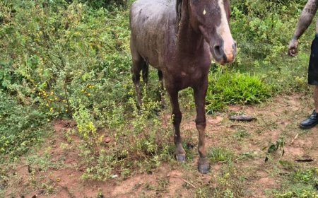 Cavalo atolado em lamaçal é resgatado pelos Bombeiros em Guaxupé