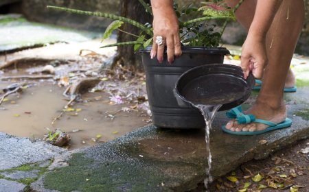 Minas divulga primeiro levantamento de infestação do Aedes aegypti em 2026 e reforça prevenção