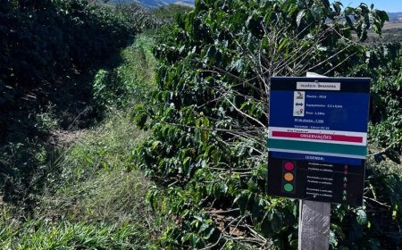 Cooxupé lidera iniciativa inédita no Brasil e viabiliza venda de créditos de carbono no café