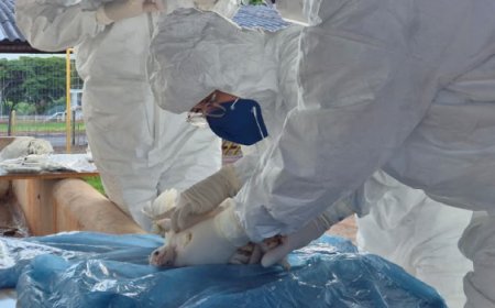 IMA vistoria 50 propriedades rurais em exercício simulado de gripe aviária