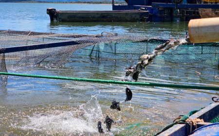 Governo de Minas suspende benefício do ICMS às tilápias importadas