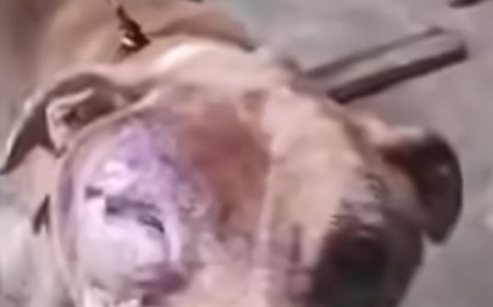 Cão em situação de abandono é resgatado pela PC no interior de Minas