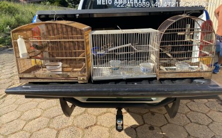 Mais de 250 aves são apreendidas em operação contra o tráfico de pássaros e criadouros de passeriformes no Sul de Minas