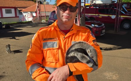 Tristeza: Filhote de Tamanduá-bandeira é resgatado junto ao corpo da mãe, morta em rodovia, pelo Corpo de Bombeiros